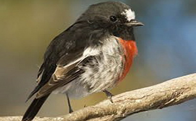 پرندگان ؛ ویژگی‌های فیزیکی