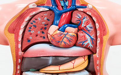 اثر تومورها بر بدن
