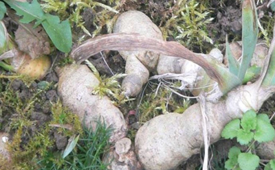ایرسا