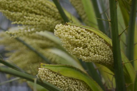 هرآنچه بایستی از خرما بدانید