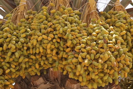 هرآنچه بایستی از خرما بدانید