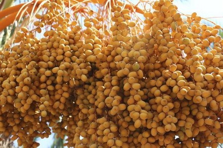 هرآنچه بایستی از خرما بدانید