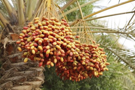 هرآنچه بایستی از خرما بدانید