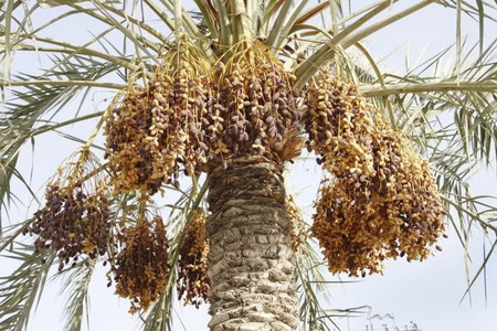 هرآنچه بایستی از خرما بدانید