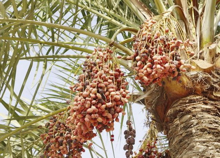 هرآنچه بایستی از خرما بدانید