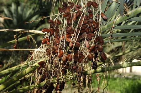 هرآنچه بایستی از خرما بدانید