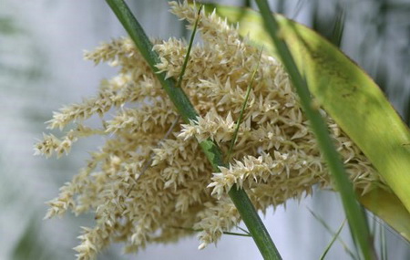 هرآنچه بایستی از خرما بدانید