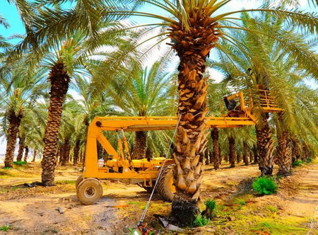 هرآنچه بایستی از خرما بدانید