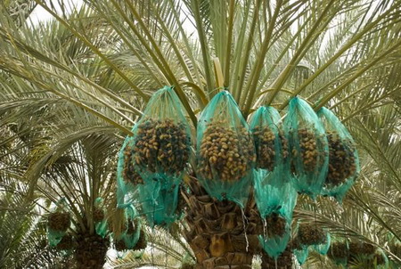 هرآنچه بایستی از خرما بدانید