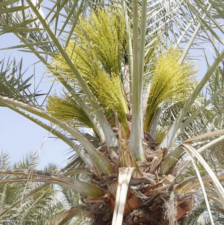 هرآنچه بایستی از خرما بدانید