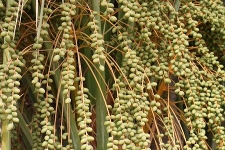 هرآنچه بایستی از خرما بدانید