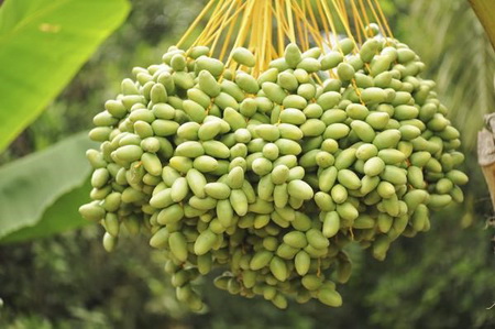 هرآنچه بایستی از خرما بدانید