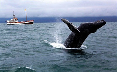 ایسلند؛ جزیره آتشفشانی و سرزمین یخچال‌های طبیعی