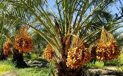 خرما