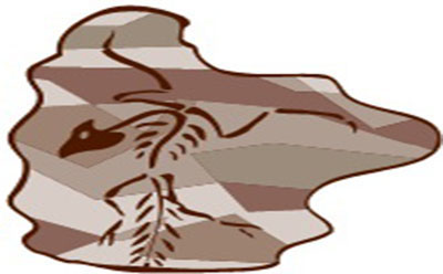  چرا دلفین‌ها شناگران خوبی هستند؟ 