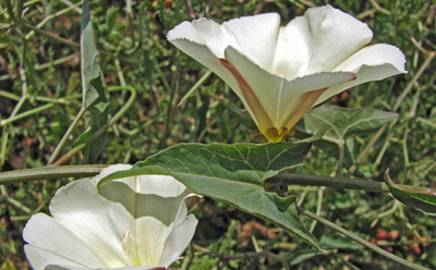 سقمونیا
