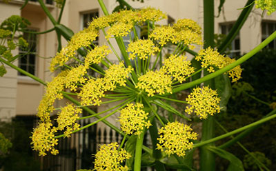 سَک بینج