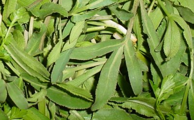 غازیاغی