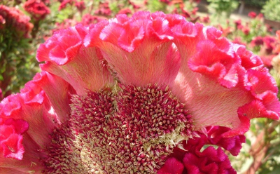  گل حلوا - گلِ تاج خروسی پرورشی