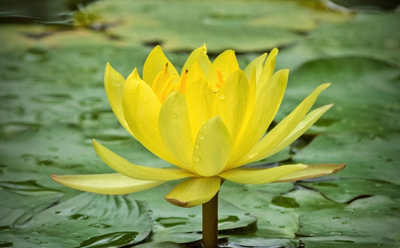 نیلوفر آبی زرد