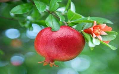 نگاهی به کاربرد پزشکی انار
