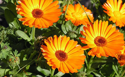  گل همیشه بهار