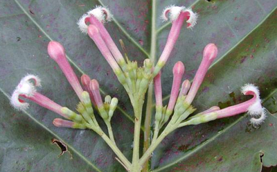 گنه گنه