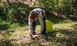  برداشت گردو در سبزوار  