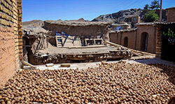 برداشت گردو در سبزوار  