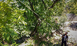 برداشت گردو در سبزوار  