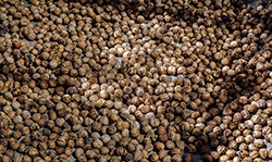 برداشت گردو در سبزوار  