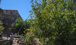 برداشت گردو در سبزوار  