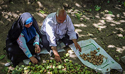 برداشت گردو در سبزوار  