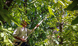  برداشت گردو در سبزوار  