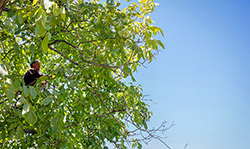  برداشت گردو در سبزوار  