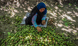 برداشت گردو در سبزوار  