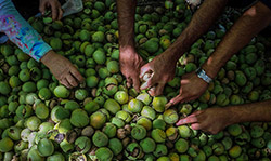  برداشت گردو در سبزوار  