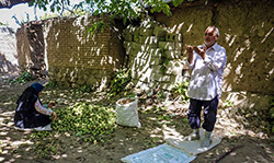 برداشت گردو در سبزوار  