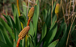   دشت لاله‌های واژگون خوانسار     