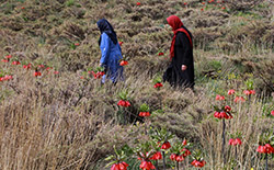   دشت لاله‌های واژگون خوانسار     