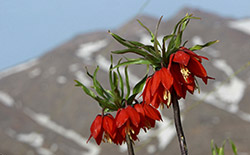   دشت لاله‌های واژگون خوانسار     