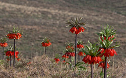   دشت لاله‌های واژگون خوانسار     