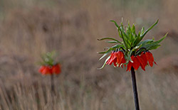   دشت لاله‌های واژگون خوانسار     