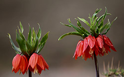   دشت لاله‌های واژگون خوانسار     