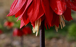   دشت لاله‌های واژگون خوانسار     