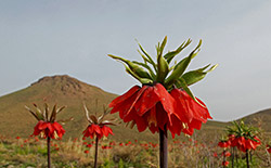   دشت لاله‌های واژگون خوانسار     