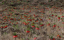   دشت لاله‌های واژگون خوانسار     