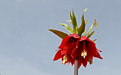   دشت لاله‌های واژگون خوانسار     