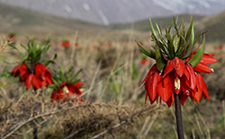   دشت لاله‌های واژگون خوانسار     