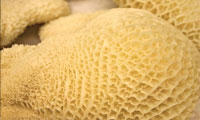 خوراک سیرابی با پیاز ریزه